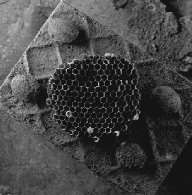 HONEY COMB